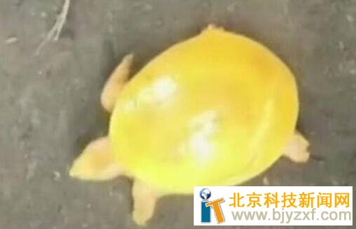 印度渔民发现金色乌龟