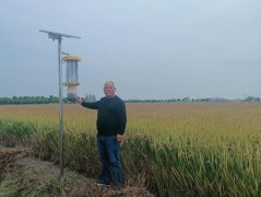 新华全媒+｜稻田里点起“两盏灯”——安徽农业绿色发展一线探访
